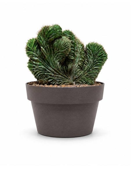 Polaskia Chichipe Crestata H23 Vaso 20 | Febo Garden