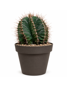 Astrophytum Ornatum H40 cm Vaso 20