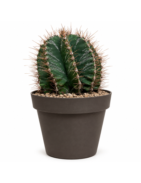 Astrophytum Ornatum H40 cm Vaso 20
