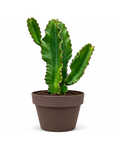 Euphorbia Lactea H58 Vaso 24 | Febo Garden