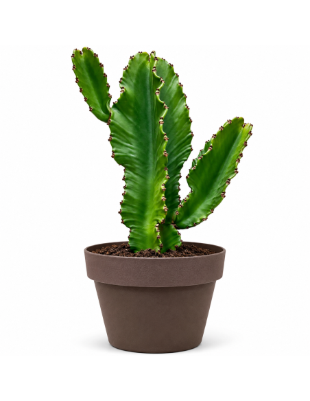 Euphorbia Lactea H58 Vaso 24 | Febo Garden