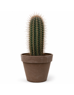 Cactus Colonnare H66 Vaso 30 | Febo Garden
