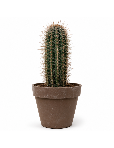 Cactus Colonnare H66 Vaso 30 | Febo Garden