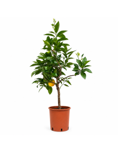 Pianta di Arancio Citrus Sinensis H110 cm Vaso 20