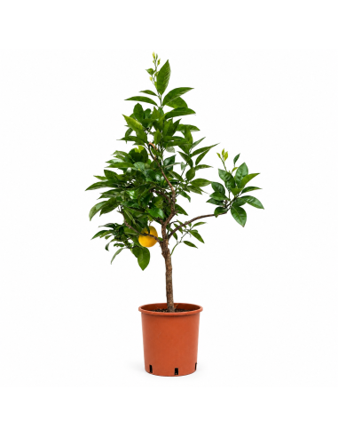 Pianta di Arancio Citrus Sinensis H110 cm Vaso 20