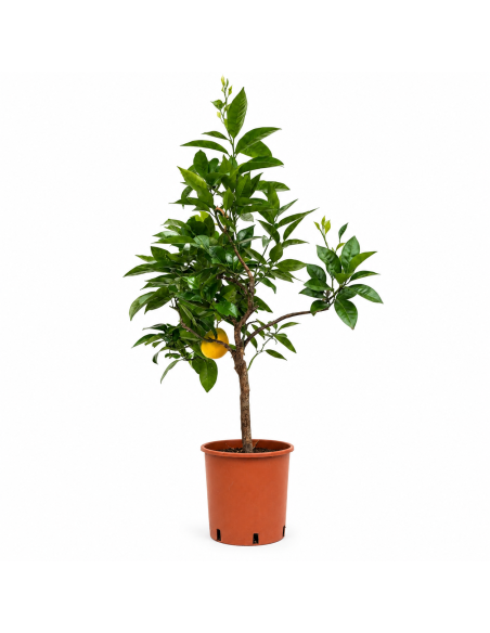 Pianta di Arancio Citrus Sinensis H110 cm Vaso 20