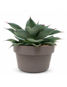 Agave ornamentale H30 cm in vaso 35 cm