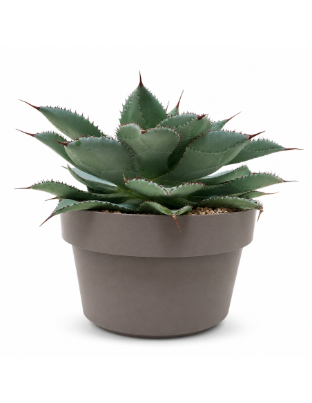 Agave ornamentale H30 cm in vaso 35 cm
