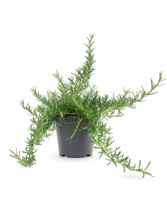 Pianta di Rosmarino H40 cm Vaso 14