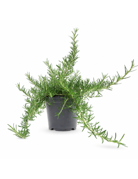 Pianta di Rosmarino H40 cm Vaso 14
