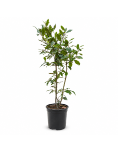 Pianta di Alloro Laurus Nobilis H105 cm Vaso 18