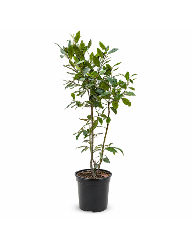 Pianta di Alloro Laurus Nobilis H105 cm Vaso 18