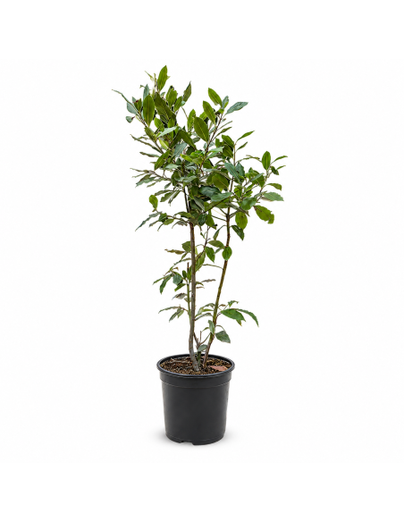 Pianta di Alloro Laurus Nobilis H105 cm Vaso 18