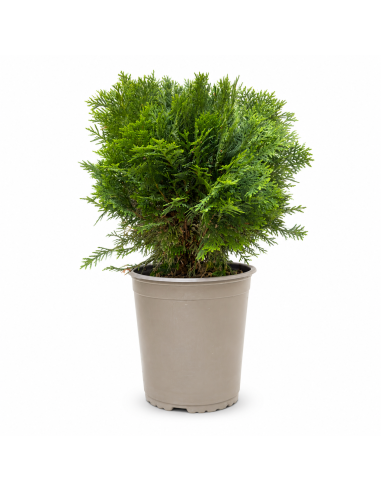 Thuja Occidentalis Danica H46 Vaso 19 | Febo Garden