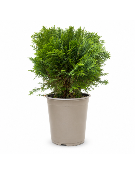 Thuja Occidentalis Danica H46 Vaso 19 | Febo Garden