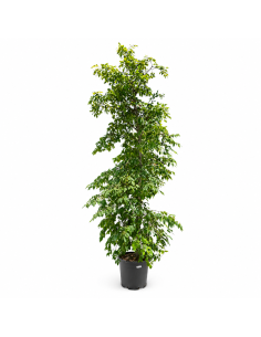 Carpinus Betulus H330 Vaso 48 Tronco 19 | Febo Garden