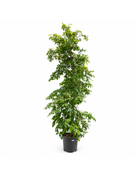 Carpinus Betulus H330 Vaso 48 Tronco 19 | Febo Garden