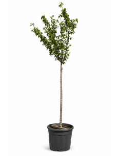 Prunus Serrulata Kanzan H455 Vaso 67 Tronco 20 | Febo Garden