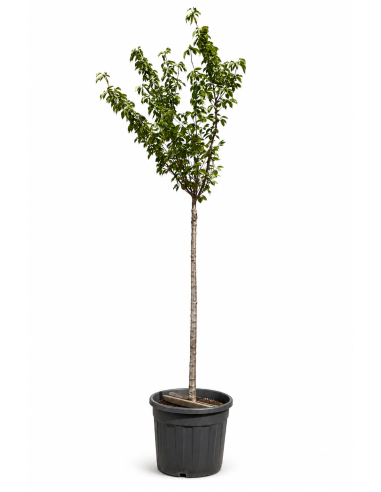 Prunus Serrulata Kanzan H455 Vaso 67 Tronco 20 | Febo Garden