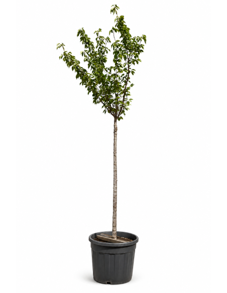 Prunus Serrulata Kanzan H455 Vaso 67 Tronco 20 | Febo Garden