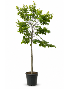 Tilia Hybrida Argentea H415 Vaso 46 Tronco 26 | Febo Garden