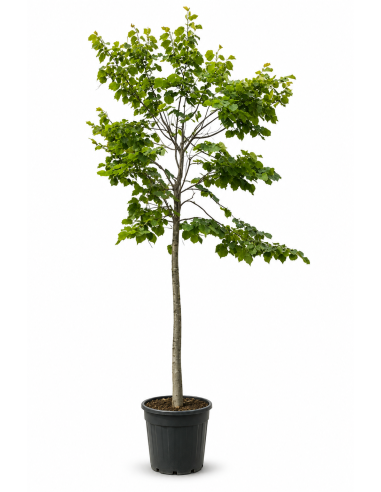 Tilia Hybrida Argentea H415 Vaso 46 Tronco 26 | Febo Garden
