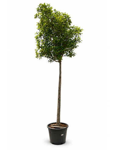 Photinia Red Robin H410 Vaso 55 Tronco 26 | Febo Garden