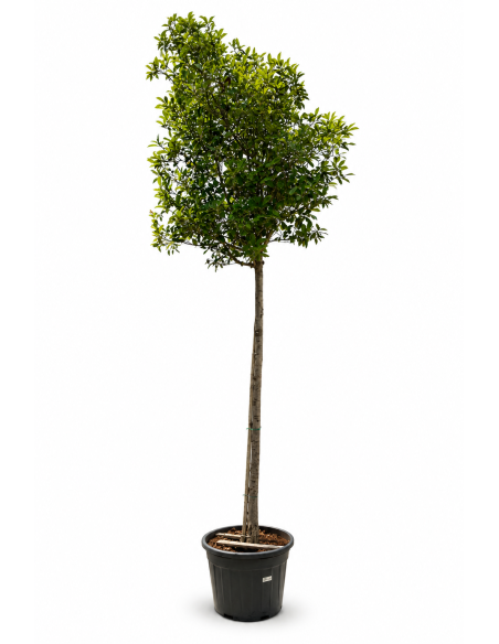 Photinia Red Robin H410 Vaso 55 Tronco 26 | Febo Garden