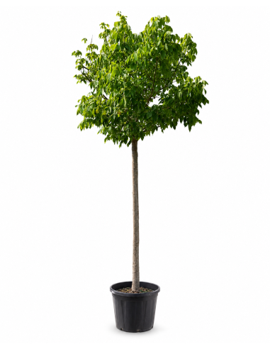 Acer Negundo Variegato H403 cm Vaso 58 Tronco 29