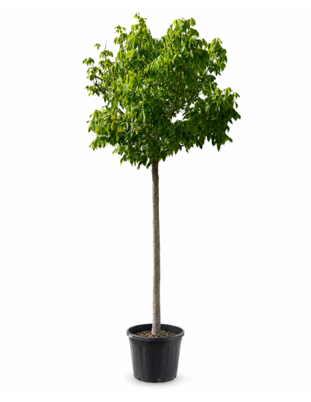 Acer Negundo Variegato H403 cm Vaso 58 Tronco 29
