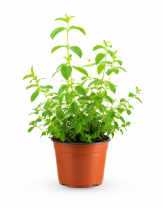 Lippia Citriodora H30 Vaso Ø14 | Febo Garden