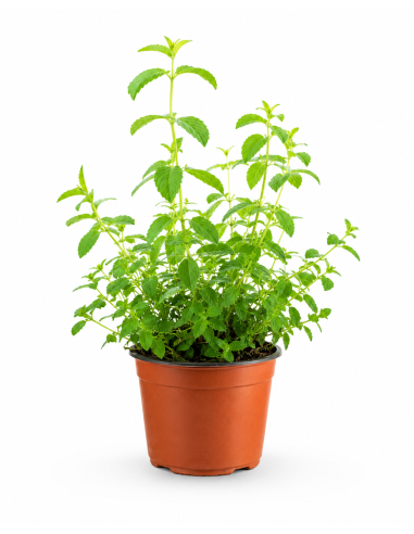 Lippia Citriodora H30 Vaso Ø14 | Febo Garden