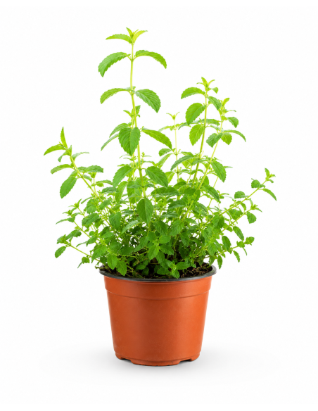 Lippia Citriodora H30 Vaso Ø14 | Febo Garden