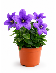 Platycodon Campanula cinese H30 cm Vaso 14 | Febo Garden