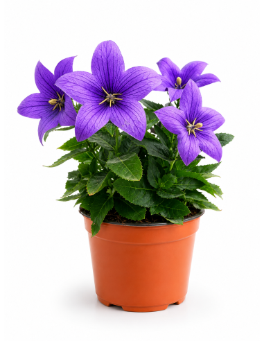 Platycodon Campanula cinese H30 cm Vaso 14 | Febo Garden