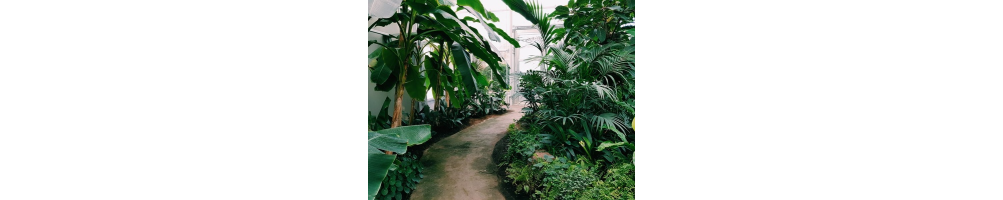 Piante  da esterno