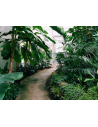 Piante  da esterno